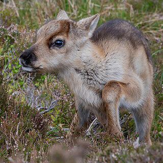 Cairngorms - Reindeer calf